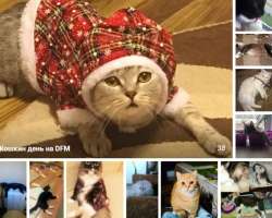 Кошкин день на DFM-Нижнекамск