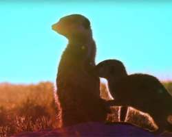 Benny Benassi & SOFI TUKKER - Everybody Needs A Kiss (Official Video) [Ultra Music]