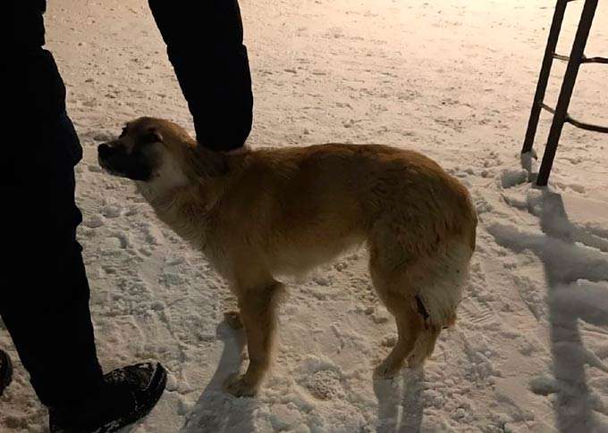 Бездомной рыжей собаке из Нижнекамска нужна помощь в лечении лапок
