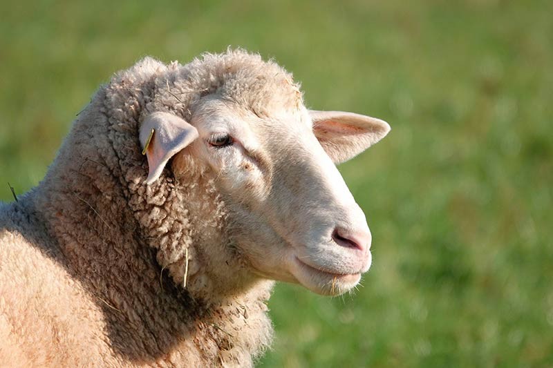 У фермера из Нижнекамска из-за антисанитарии погибли овцы