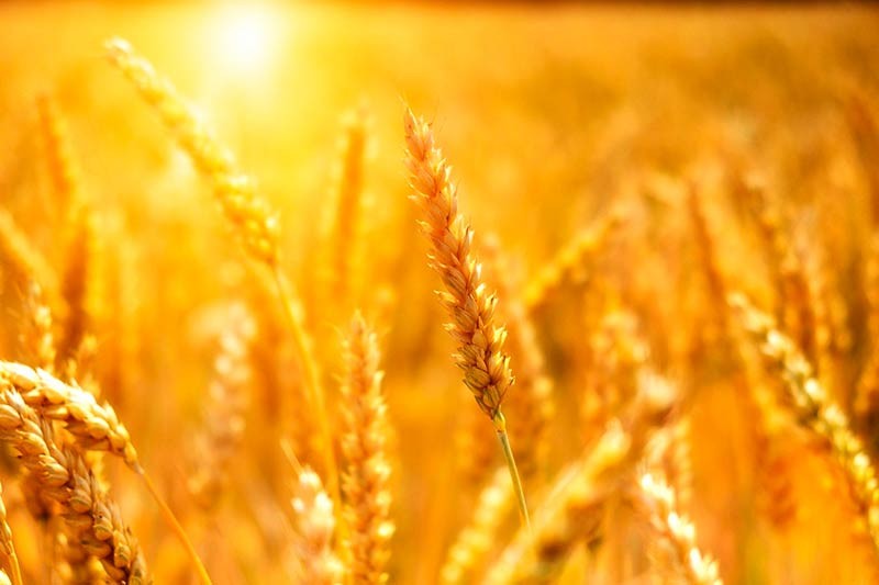 Из-за аномальной жары аграрии Нижнекамского района собрали мало зерна