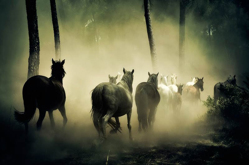 У фермера в Нижнекамском районе потерялись 17 лошадей