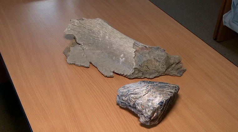 В Нижнекамском районе найдены останки доисторического животного