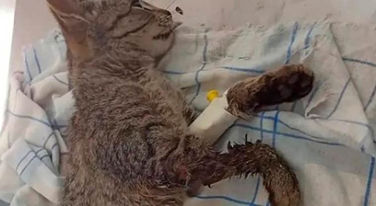 В Нижнекамске из-под капотов автомобилей спасли несколько котят, одному пришлось сделать ампутацию