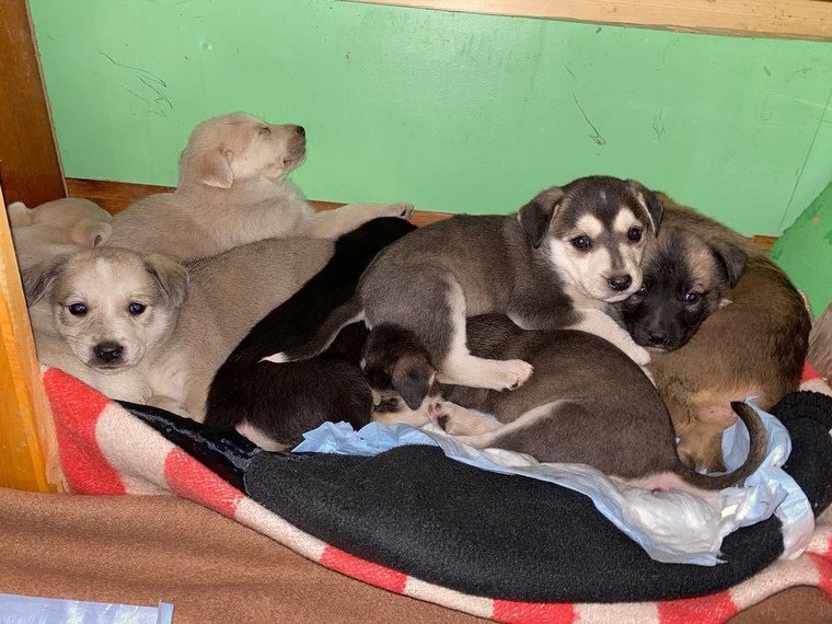В Нижнекамске в руки к волонтерам попали полсотни щенят, которым нужна помощь
