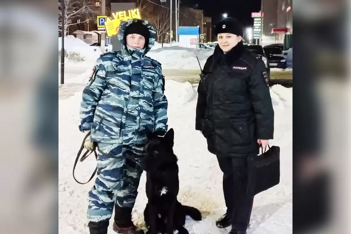 Служебные собаки помогли раскрыть около 50 преступлений в Нижнекамске