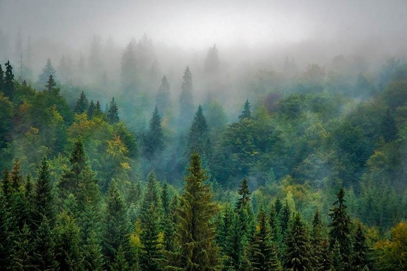 В Нижнекамске высадят 600 гектаров леса в качестве компенсации за Корабельную рощу