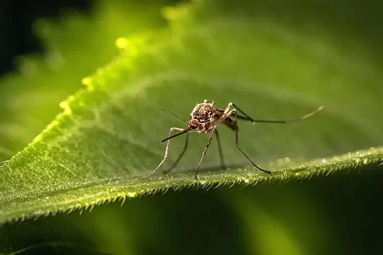 Ученый объяснил, когда комары проявляют особую активность