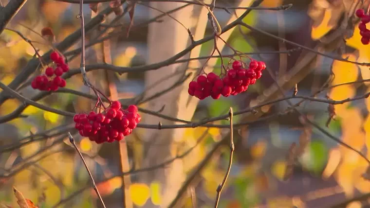 Прошедший октябрь оказался одним из самых теплых в России за последний 131 год