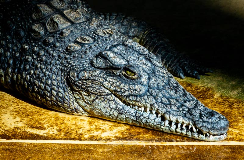 Видео - крокодил чуть не съел дрон
