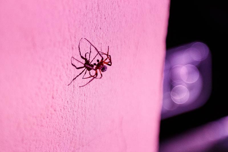 Женщина обещает вознаграждение тому, кто выгонит из ее дома большого паука