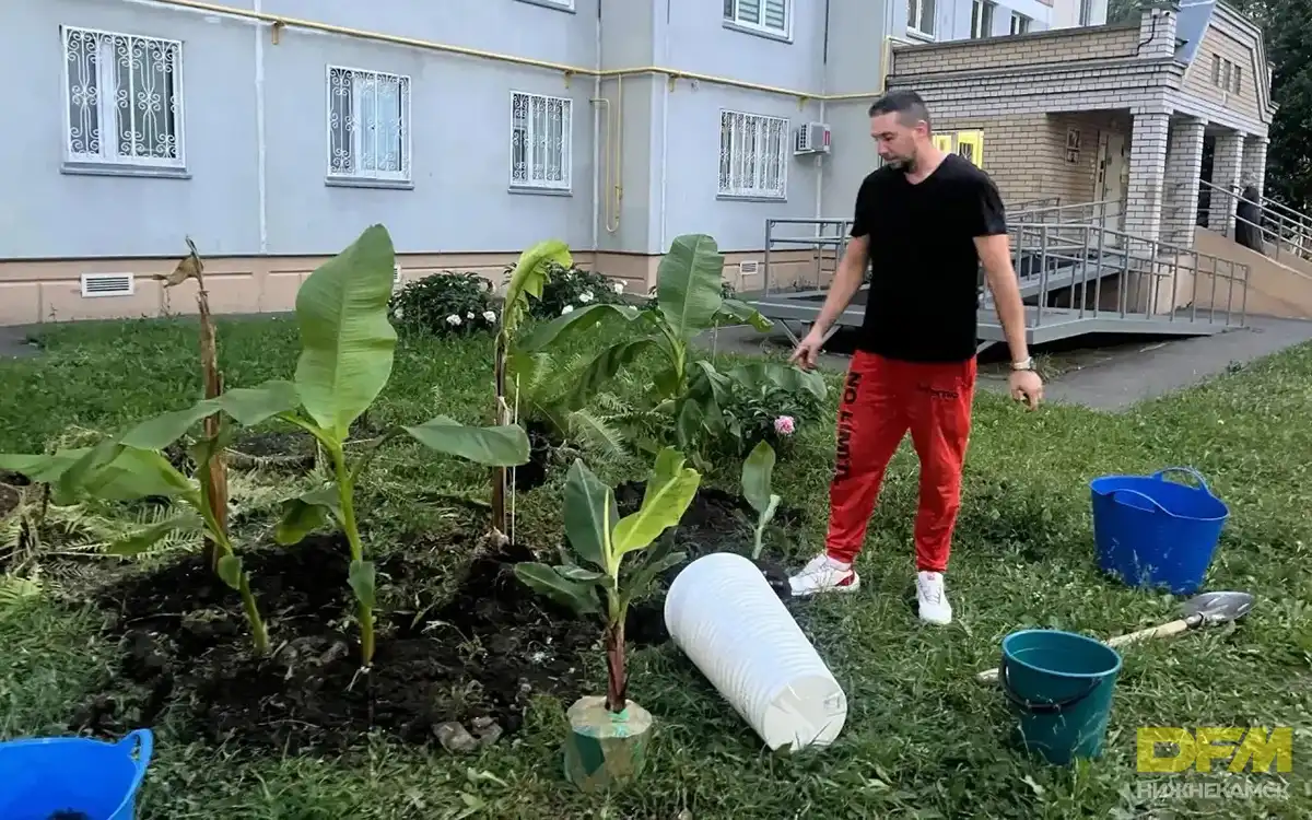Банановую рассаду мужчина выращивал в городской квартире в 60-литровых горшках