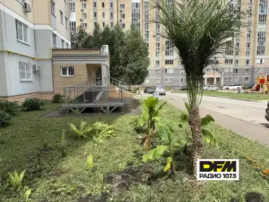 Нижнекамская пальмовая роща пополнилась новым «жителем»!